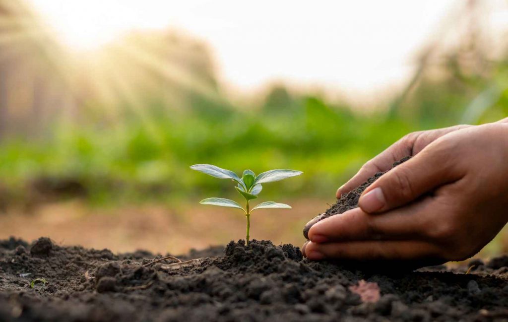 plant analysis